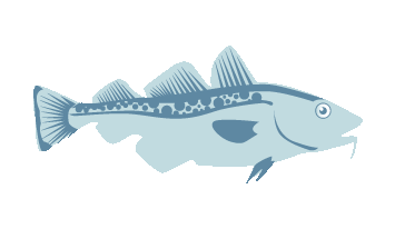 AtlanticCod 6 AtlanticCod 6